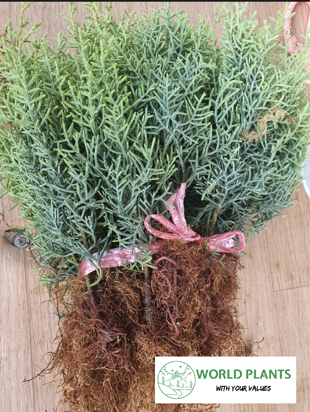 설프레아 Cupressus arizonica sulphurea.jpg