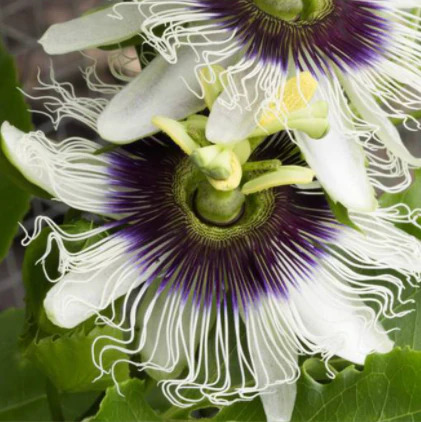 Passiflora caerulea 시계초.jpg Passiflora caerulea 시계초.jpg