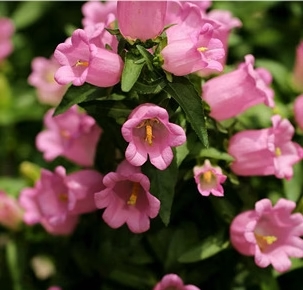 Campanula medium 캄파눌라메디움.jpg Campanula medium 캄파눌라메디움.jpg
