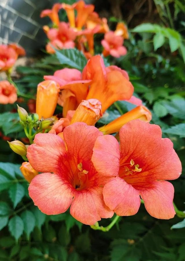 Campsis grandiflora 능소화.jpg Campsis grandiflora 능소화.jpg