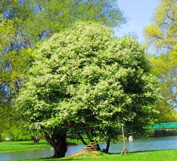 Prunus serotina.jpg Prunus serotina.jpg