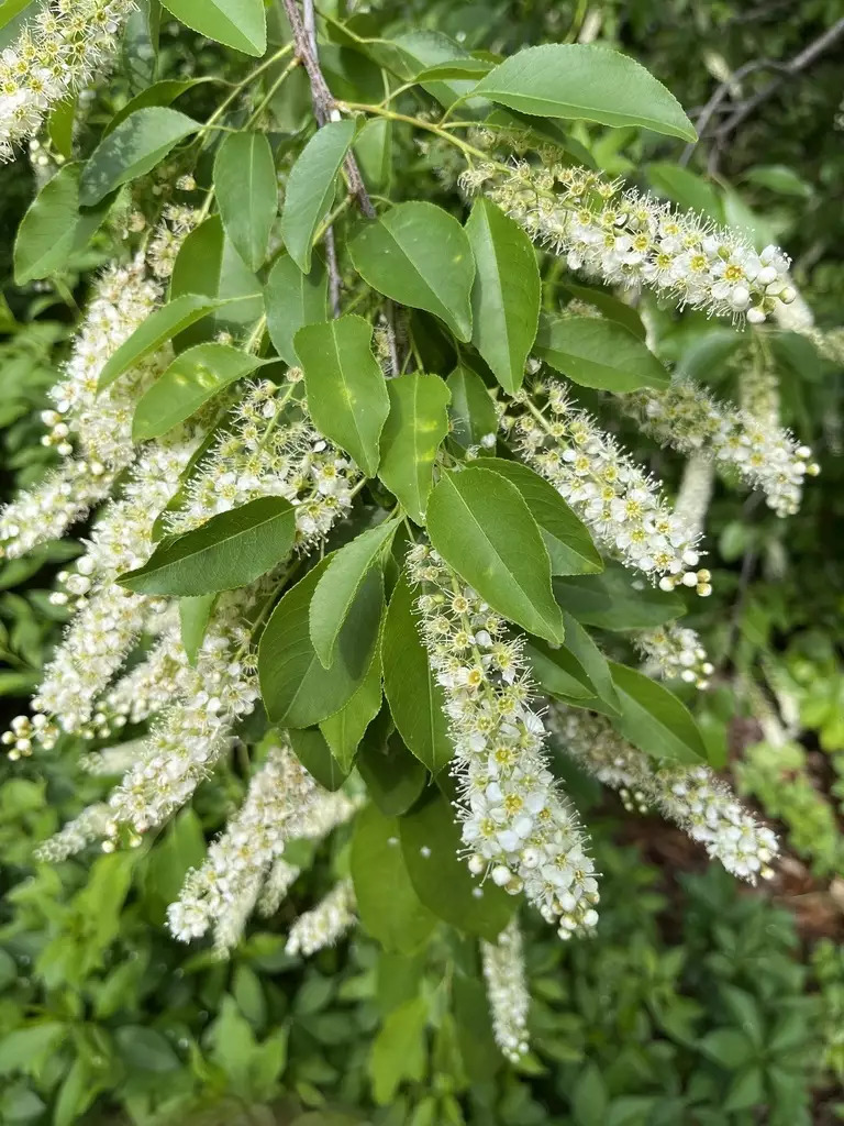 Prunus serotina2.jpg Prunus serotina2.jpg